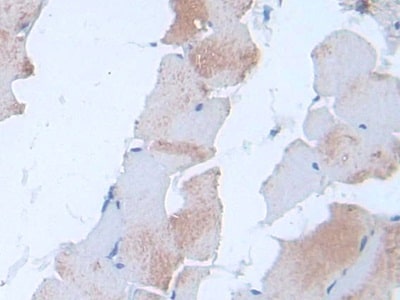 IL-24 Antibody (C5)