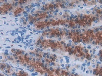 IL-24 Antibody (C6)