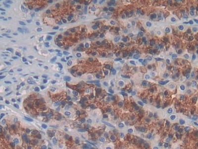 IL-24 Antibody (C7)