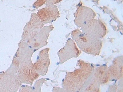 IL-24 Antibody (C7)