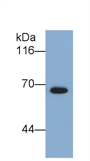 Semaphorin 5B Antibody (C11)