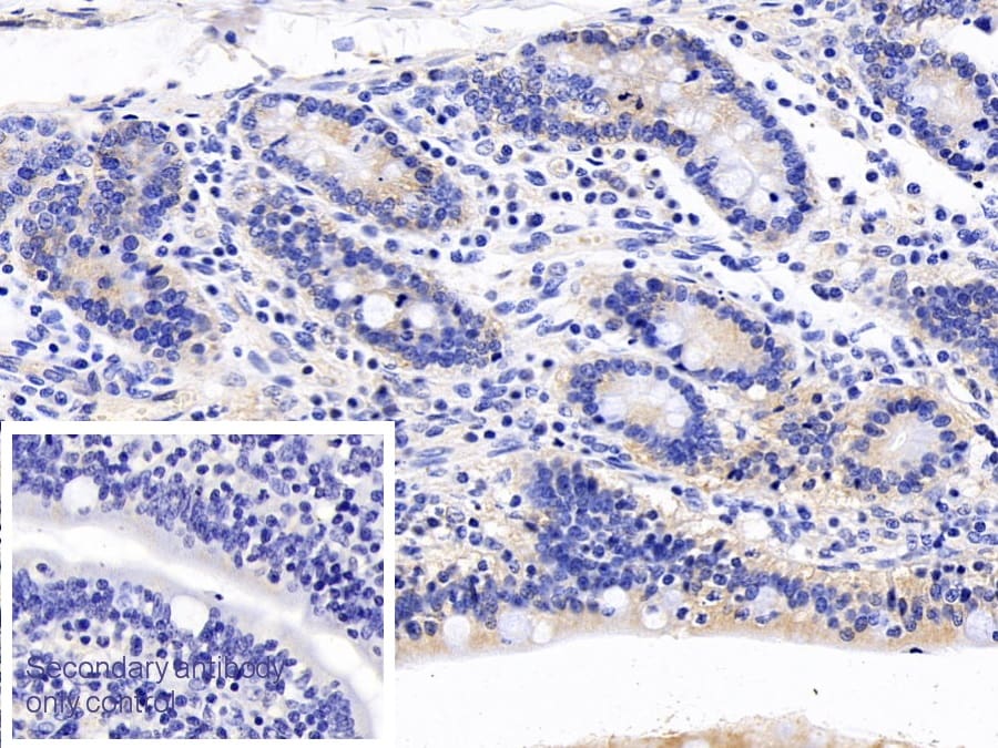 Apolipoprotein A-IV/ApoA4 Antibody (A8)