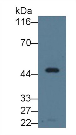 Apolipoprotein A-IV/ApoA4 Antibody (A8)
