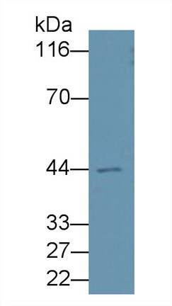Apolipoprotein A-IV/ApoA4 Antibody (A8)