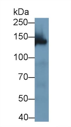 WWC3 Antibody