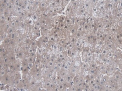 Cytochrome P450 3A7 Antibody (C1)
