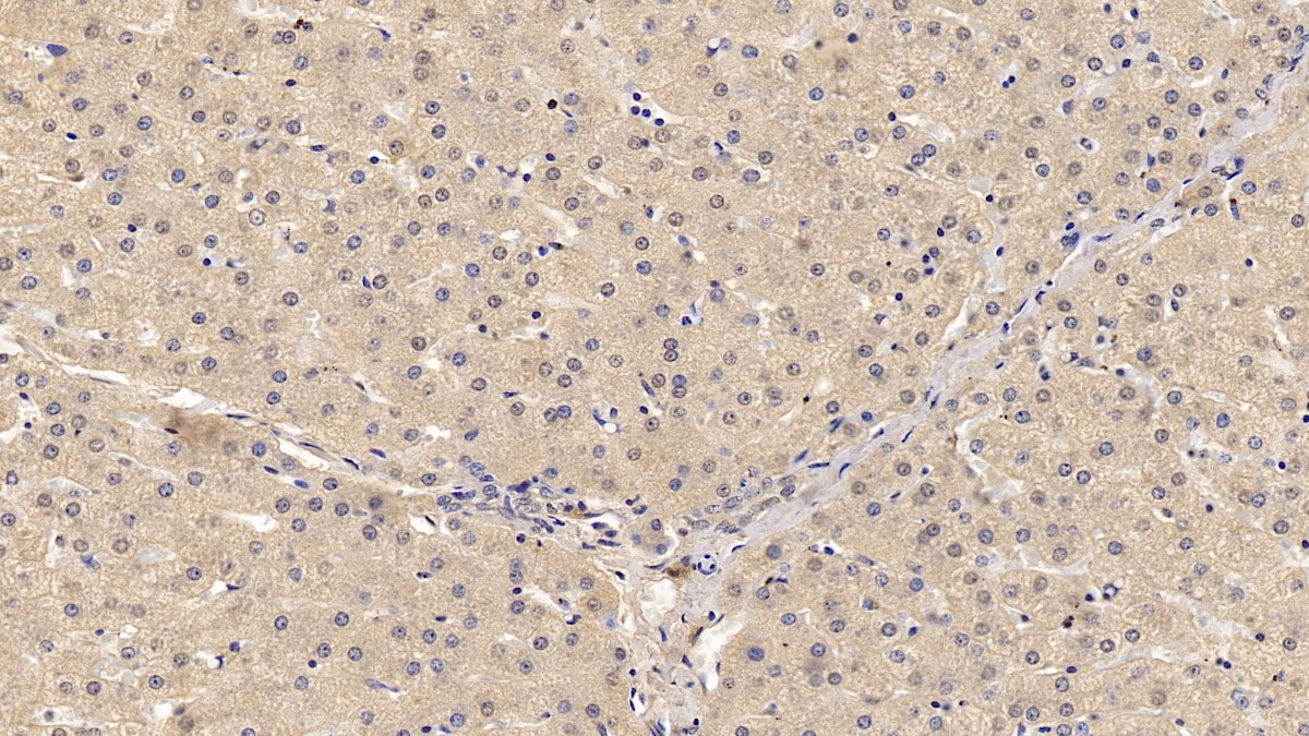 Wnt-4 Antibody (C2)