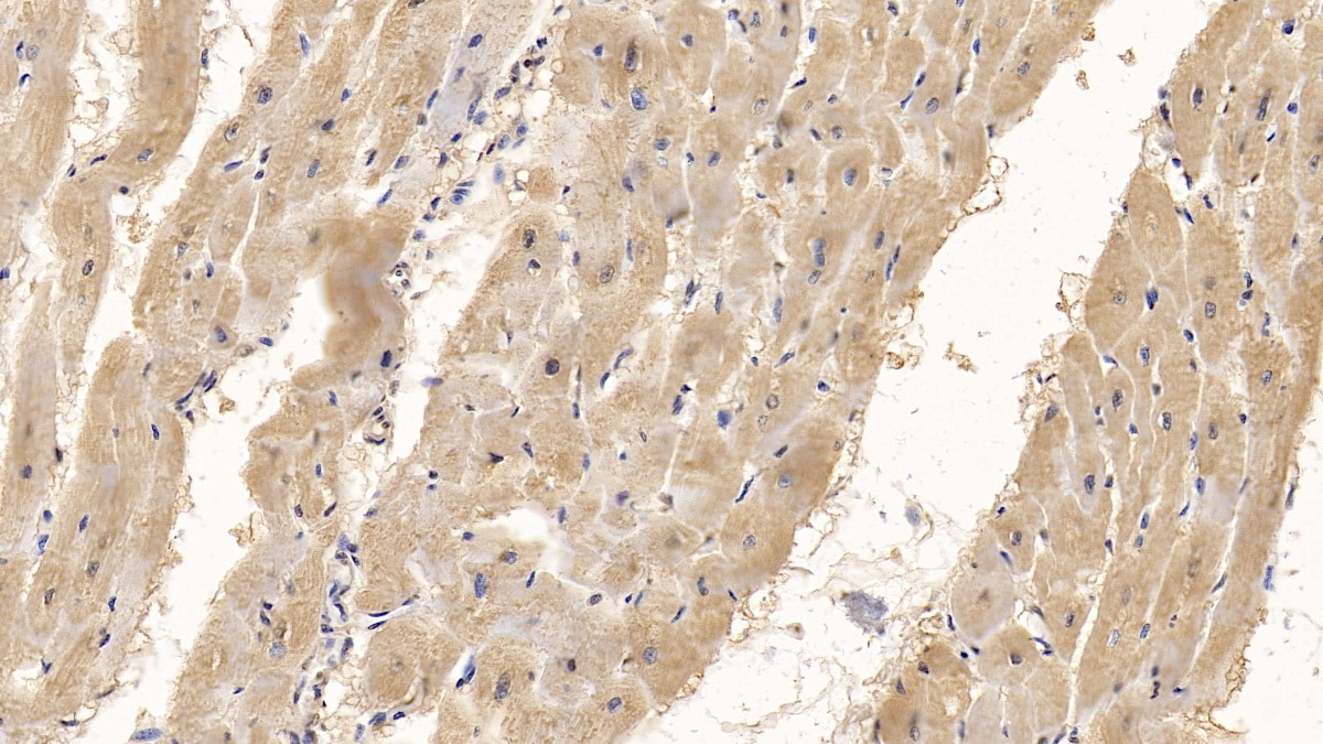 Wnt-4 Antibody (C2)