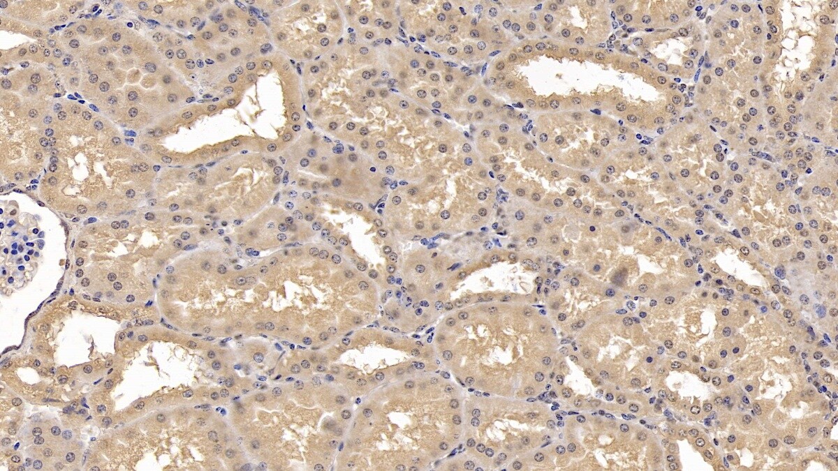 Wnt-4 Antibody (C2)