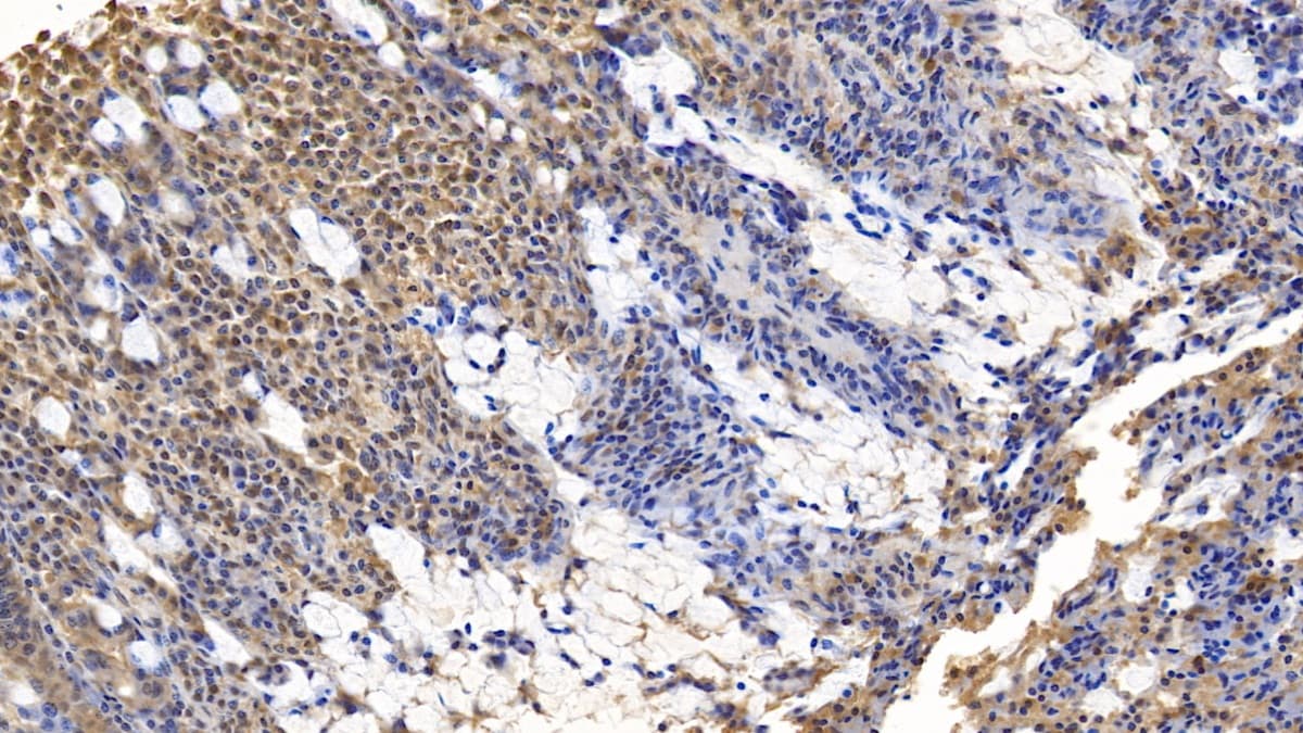 Wnt-3a Antibody (D1)