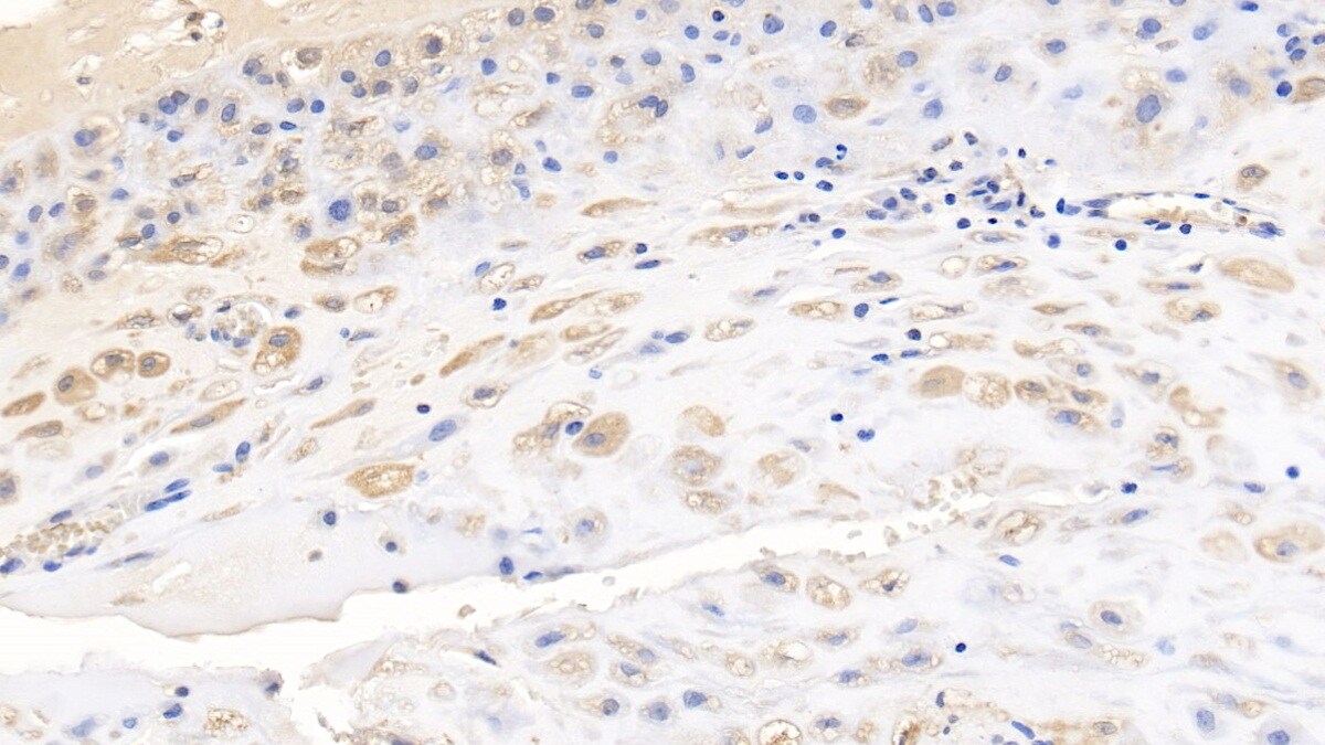 Wnt-3a Antibody (D1)
