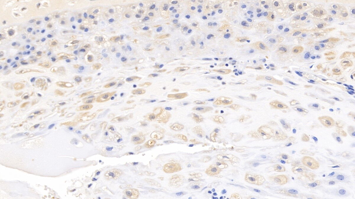 Wnt-3a Antibody (D4)