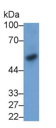 BMP-3 Antibody (D3)