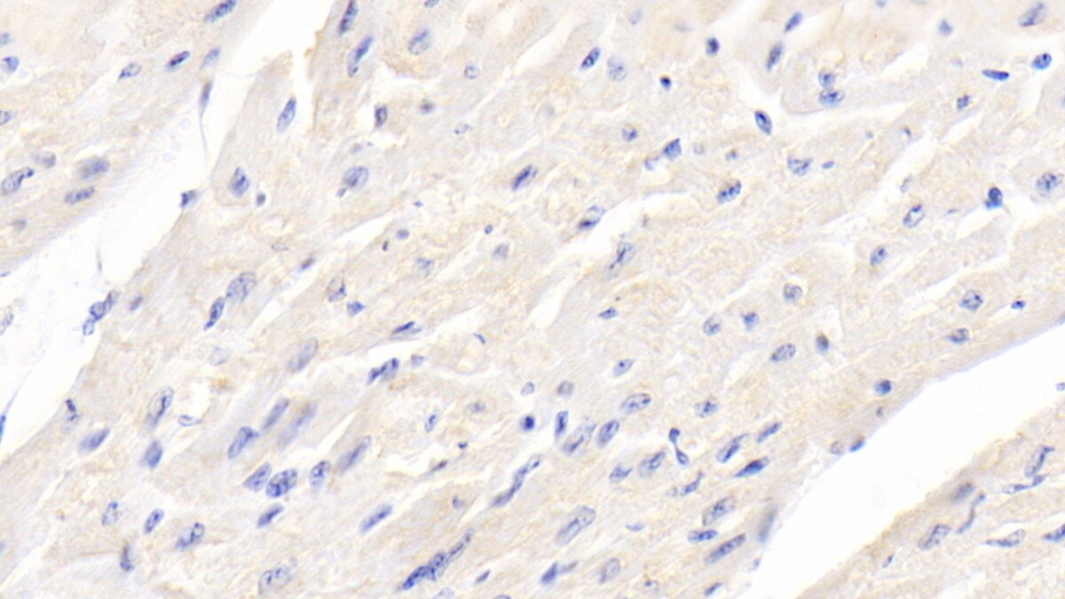 BMP-3 Antibody (D3)