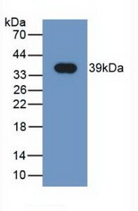 NRG4 Antibody (C2)