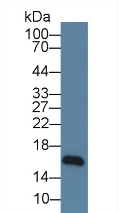NRG4 Antibody (C2)