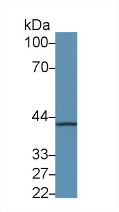 HAP40 Antibody