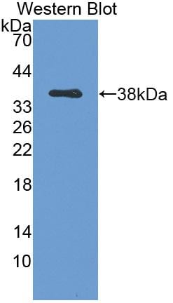 Galectin-6 Antibody