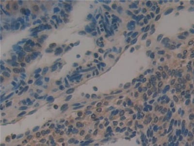 Galectin-6 Antibody