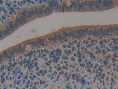 Galectin-6 Antibody