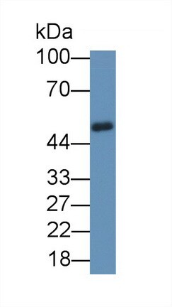 ZNF2 Antibody