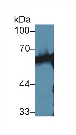 Calcineurin Antibody