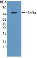 C8G Antibody