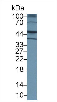 EMP/MAEA Antibody