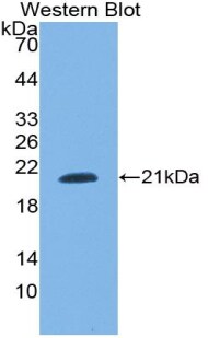 SNRPC Antibody