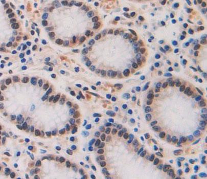 TAF2 Antibody