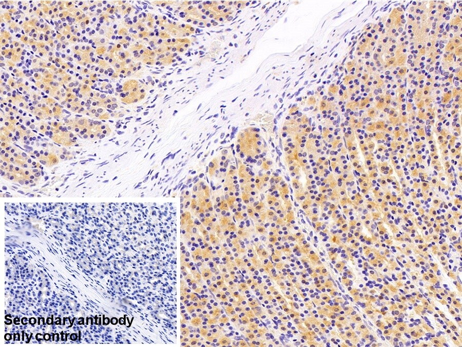 ACF Antibody
