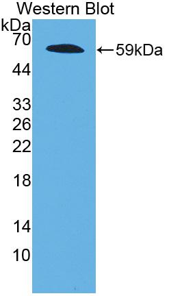 Fibrillin 2 Antibody