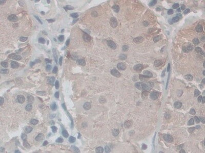 NOX5 Antibody