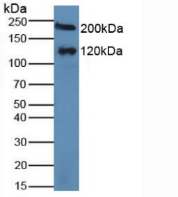 MGAM Antibody