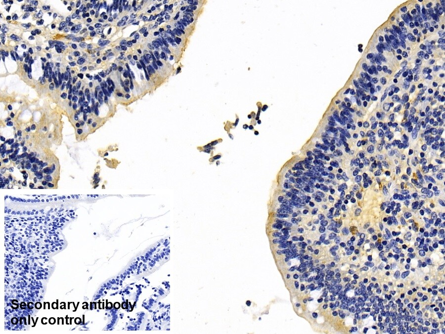 MGAM Antibody
