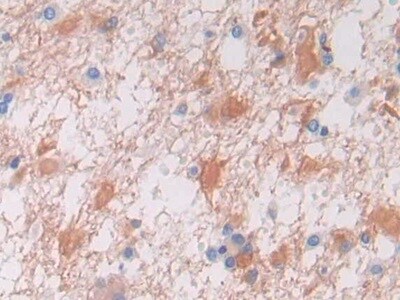 VWA3A Antibody