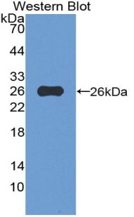 VWA3A Antibody