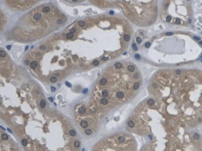 Kallikrein 9 Antibody