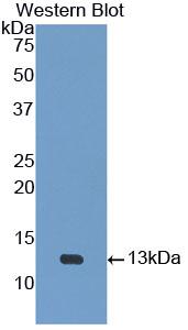 Urotensin-2 Antibody