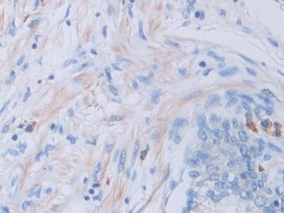 Cathepsin V Antibody
