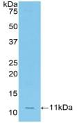 CCL12/MCP-5 Antibody