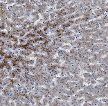 Apolipoprotein L1 Antibody (5E2)