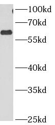 CCT3 Antibody (8C8)
