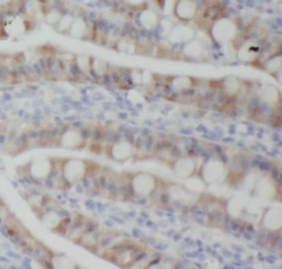 CD1d Antibody (1E3)