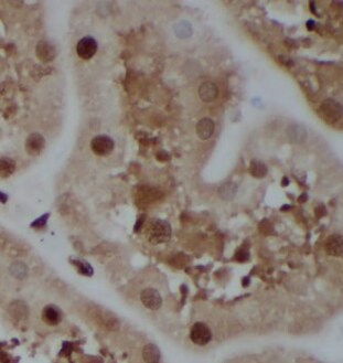 CISD2 Antibody (8A0)