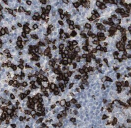 SCGF/CLEC11a Antibody (8C9)