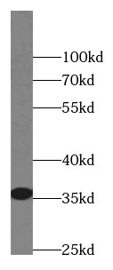 SCGF/CLEC11a Antibody (8C9)