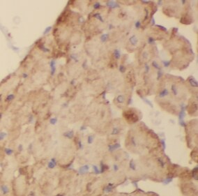 Cullin 4a Antibody (5A7)