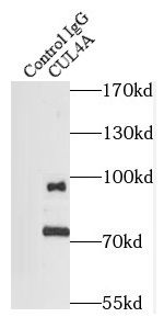Cullin 4a Antibody (5A7)