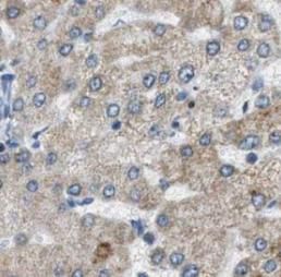 Cytoglobin Antibody (7F6)